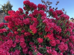 Rhododendron
