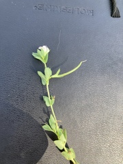 Lotus conimbricensis