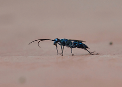 Trirogma caerulea