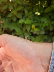 Hierodula transcaucasica