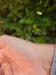 Hierodula transcaucasica