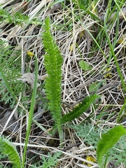 Achillea millefolium
