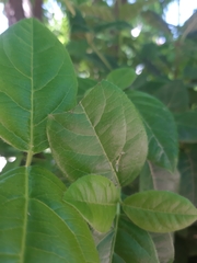 Hierodula transcaucasica