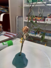 Hierodula transcaucasica