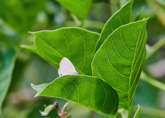 Prosotas nora ardates