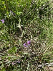 Lathyrus linifolius