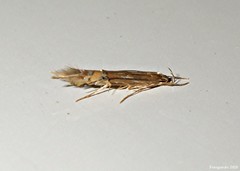Cosmopterix clemensella