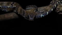 Boiga cynodon