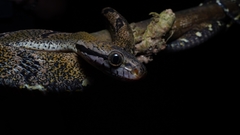 Boiga cynodon