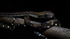 Boiga cynodon