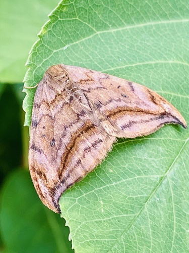 Dusky Hook-tip, Slagdijk, Havelte, Drenthe, NL, photo 9 of 10