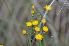 Pilosella piloselloides