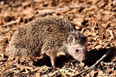 Atelerix algirus