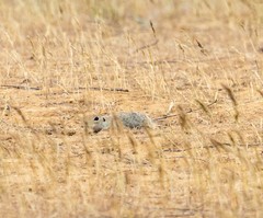 Spermophilus pygmaeus