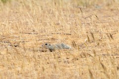 Spermophilus pygmaeus