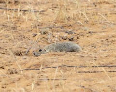 Spermophilus pygmaeus