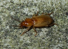 Agonoderus