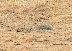 Spermophilus pygmaeus
