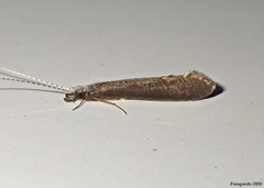 Leptocerus americanus