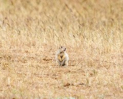 Spermophilus pygmaeus