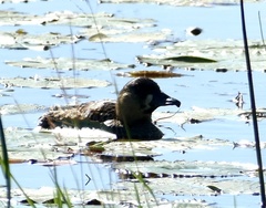 Thalassornis leuconotus