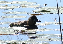 Thalassornis leuconotus