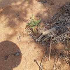 Trichodesma africanum