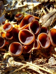 Pseudombrophila guldeniae