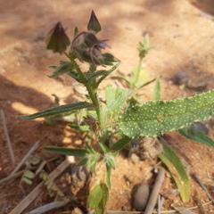 Trichodesma africanum