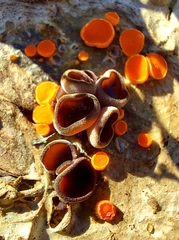 Pseudombrophila guldeniae