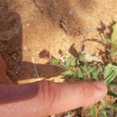 Trichodesma africanum