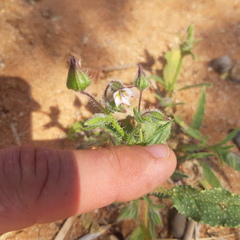 Trichodesma africanum