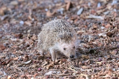 Atelerix algirus