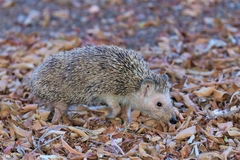 Atelerix algirus