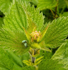 Phyllobius roboretanus