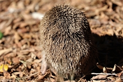 Atelerix algirus