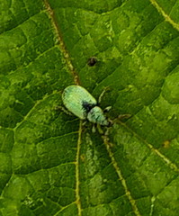 Phyllobius roboretanus