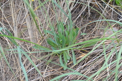 Pilosella piloselloides