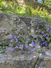 Glechoma hederacea