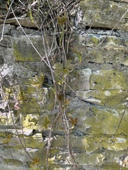 Parthenocissus quinquefolia