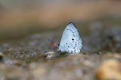 Lestranicus transpectus