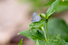 Celastrina lavendularis