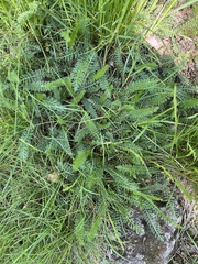 Achillea millefolium