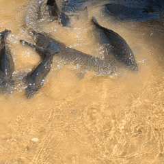 Hephaestus fuliginosus