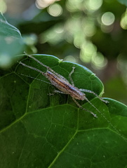 Austrosalomona destructor