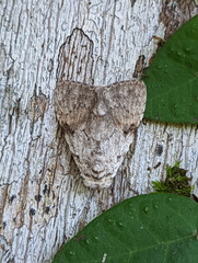 Barasa cymatistis