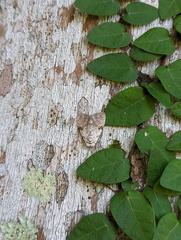 Barasa cymatistis