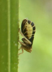 Ditropis pteridis