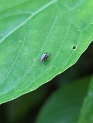 Homoneura discoglauca