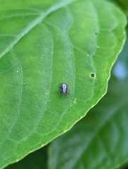 Homoneura discoglauca